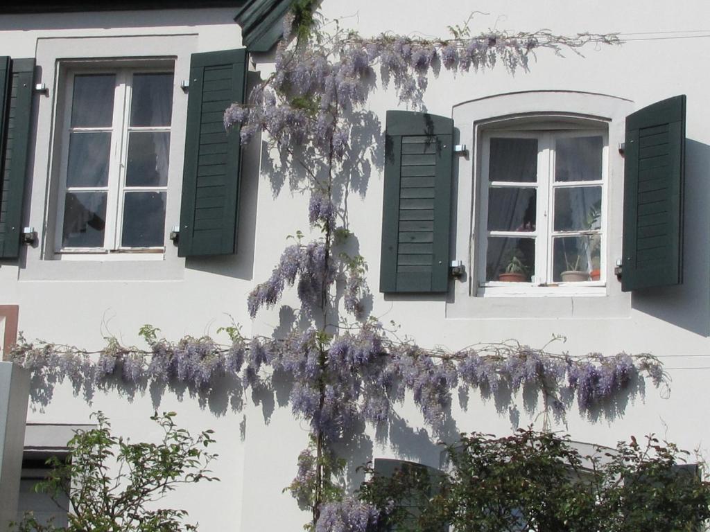 Rhein River Guesthouse - Direkt Am Rhein Leverkusen Exterior foto
